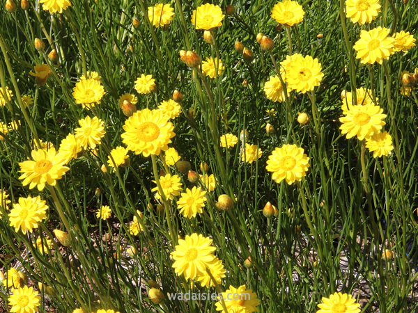Schoenia filifolia subulifolia