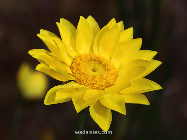 Schoenia filifolia subulifolia