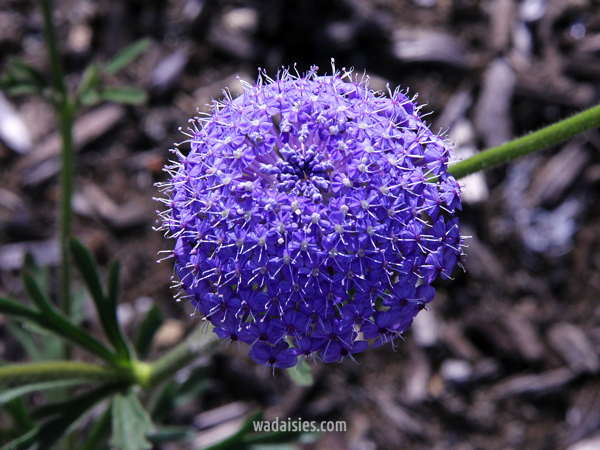 Trachymene coerulea