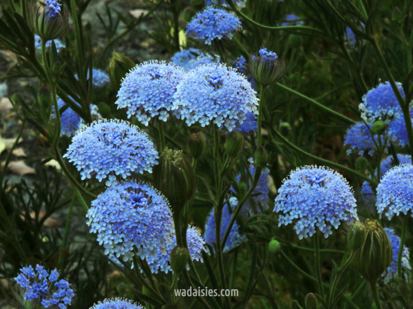 Trachymene coerulea
