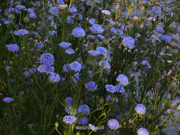 Trachymene coerulea