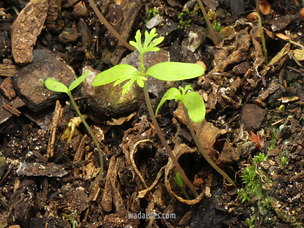 Trachymene coerulea