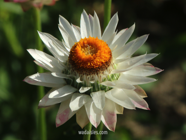 Xerochrysum macranthum Mxd