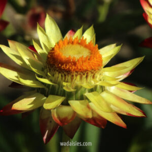 Xerochrysum macranthum Mxd