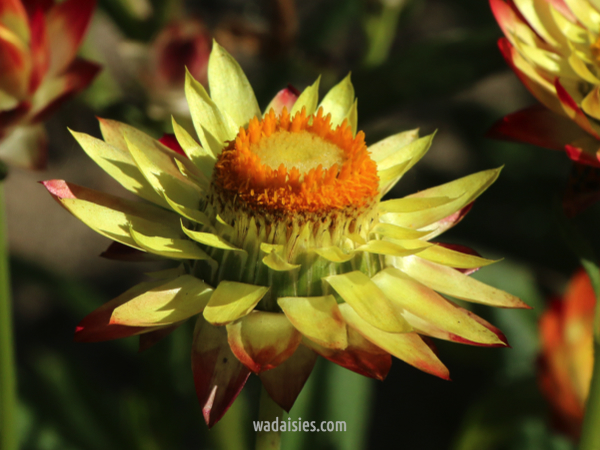 Xerochrysum macranthum Mxd