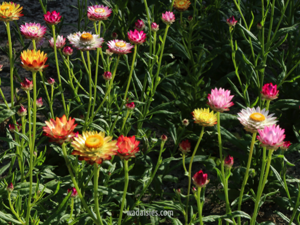 Xerochrysum macranthum Mxd