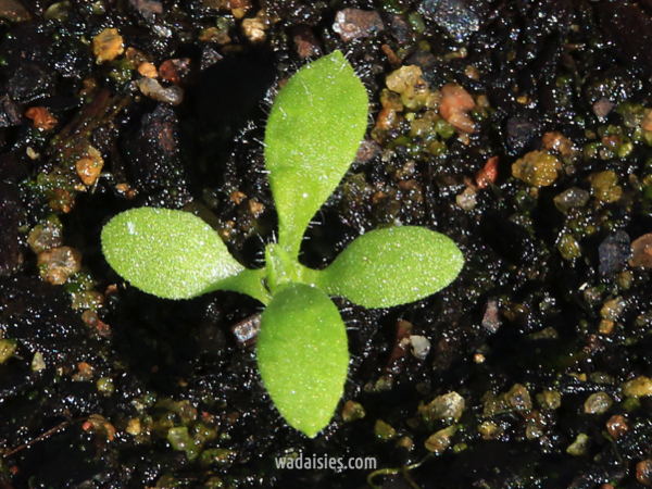 Xerochrysum macranthum Mxd