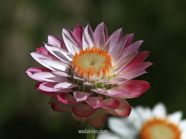 Xerochrysum macranthum Mxd