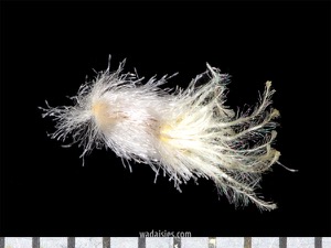 The shape of seeds