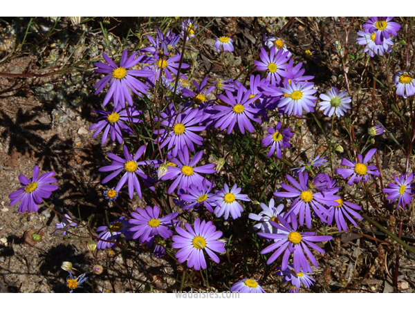 Brachyscome iber. Jarrah form
