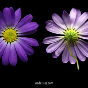 Brachyscome iber. Jarrah form