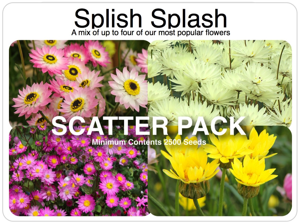 Scatter Pack Splish Splash