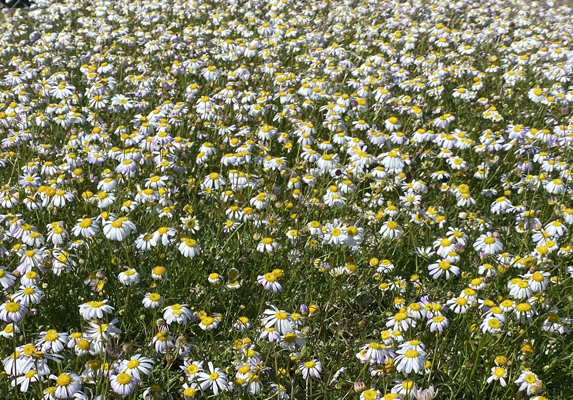 Brachyscome iber. Jarrah form