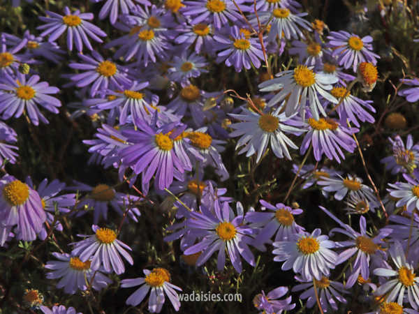 Brachyscome iber. Jarrah form