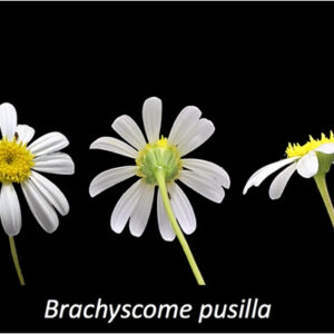 Brachyscome iber. Jarrah form