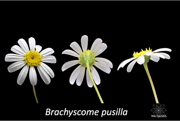 Brachyscome iber. Jarrah form